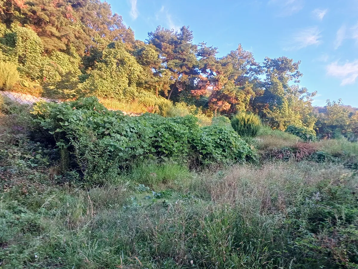 벌초 전 산소 묘역 — 칡덩굴과 풀이 무성한 상태