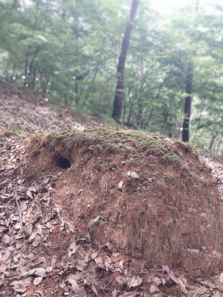 멧돼지가 파헤친 봉분
